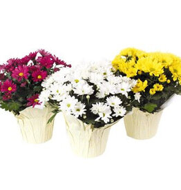 Mainland Pot Mum 6 in upright Assorted