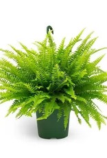 Mainland Nephrolepis e. - HB 8in  -Boston Fern MF/BBS