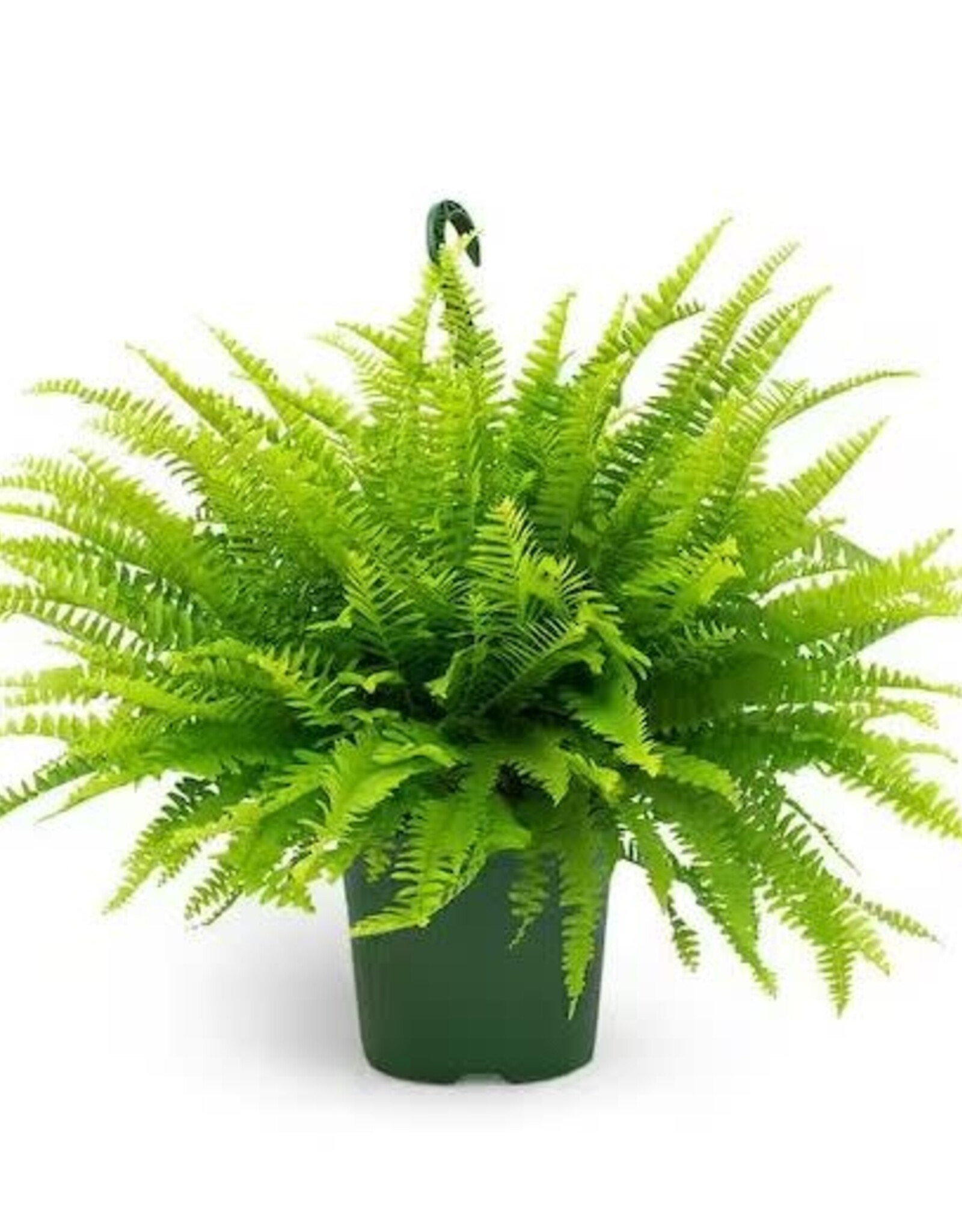Mainland Nephrolepis e. - HB 8in  -Boston Fern MF/BBS
