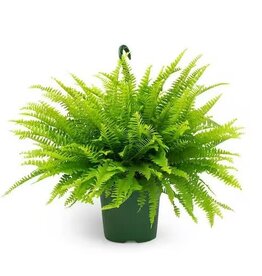 Mainland Nephrolepis e. - HB 8in  -Boston Fern MF/BBS