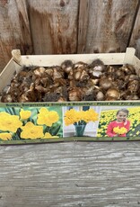 Netherland Bulb Company Narcissus Dutch Master in Bulk each