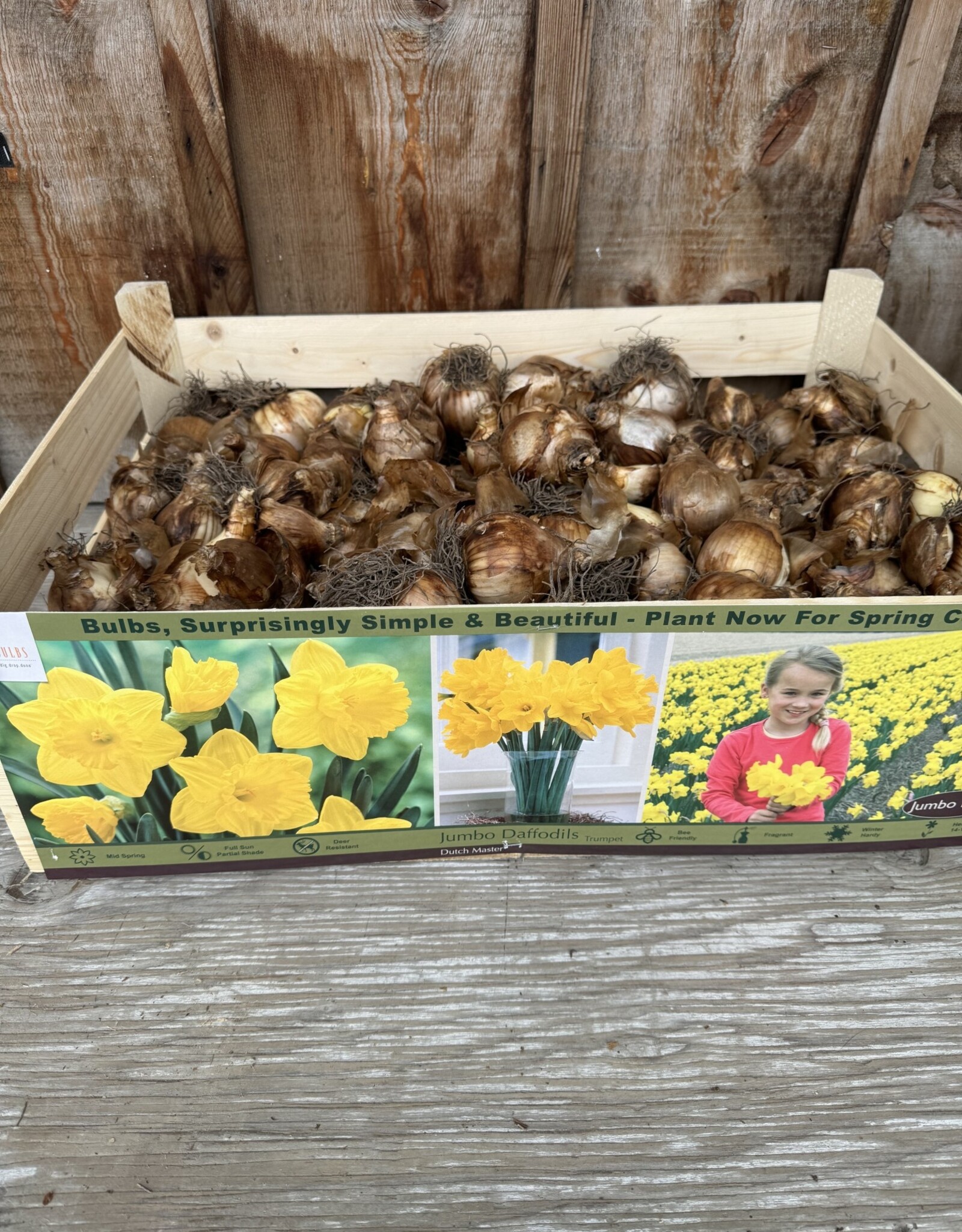 Netherland Bulb Company Narcissus Dutch Master in Bulk each