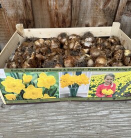 Netherland Bulb Company Narcissus Dutch Master in Bulk each