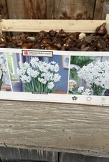 Narcissus Paperwhite Ziva Jumbo in Bulk each