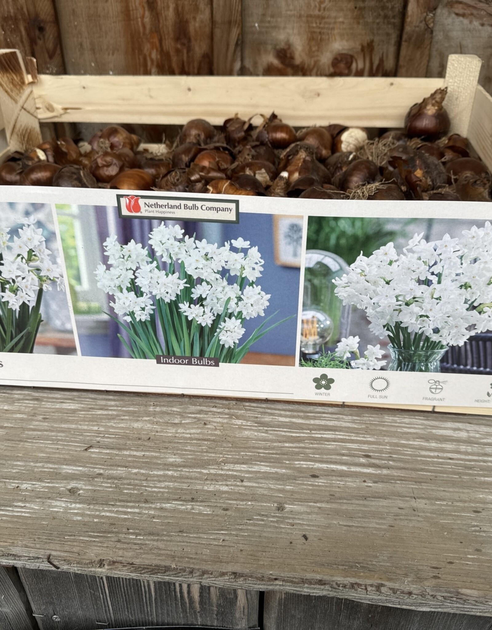Narcissus Paperwhite Ziva Jumbo in Bulk each