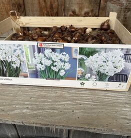 Narcissus Paperwhite Ziva Jumbo in Bulk each