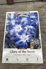 Netherland Bulb Company Chionodoxa Blue Giant 20/pk
