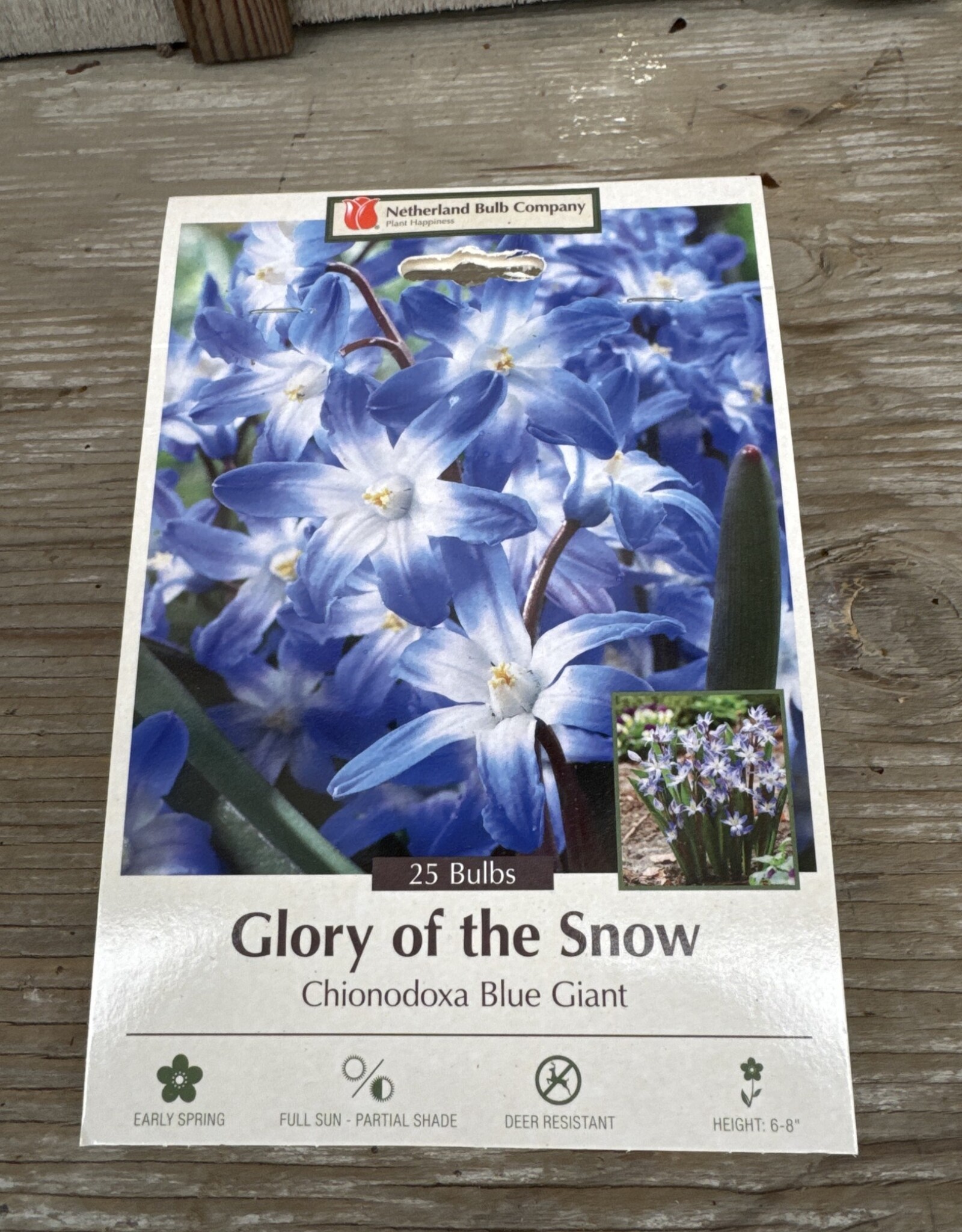 Netherland Bulb Company Chionodoxa Blue Giant 20/pk
