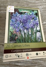 Netherland Bulb Company Camassia Quamash 20/pk