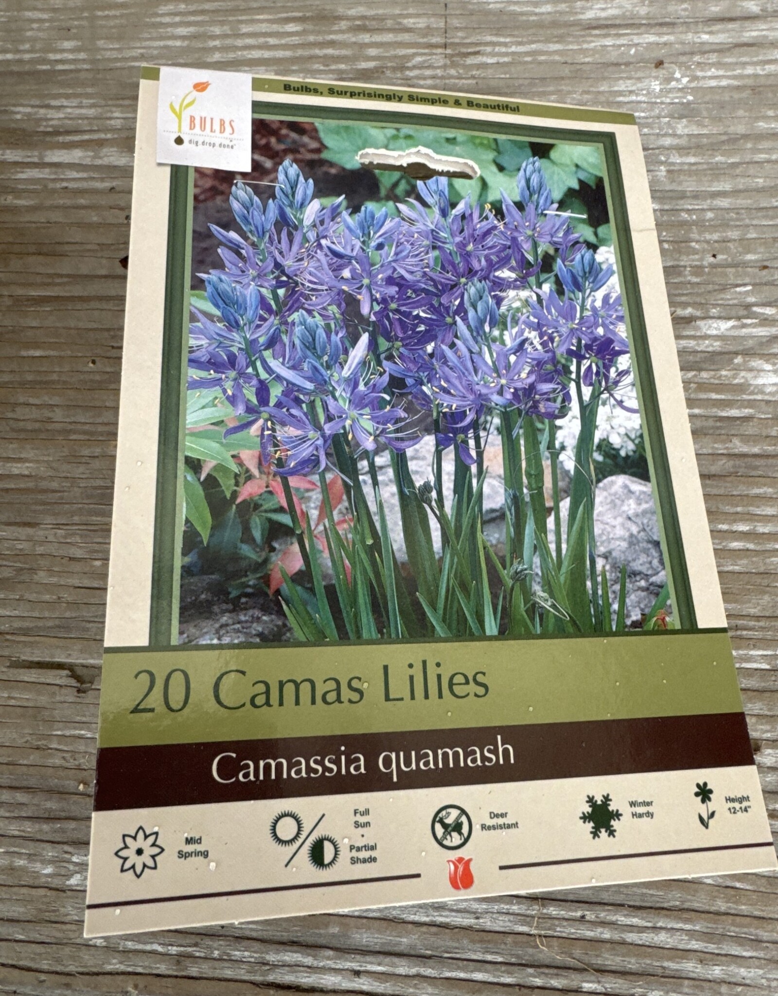 Netherland Bulb Company Camassia Quamash 20/pk