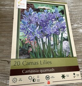 Netherland Bulb Company Camassia Quamash 20/pk