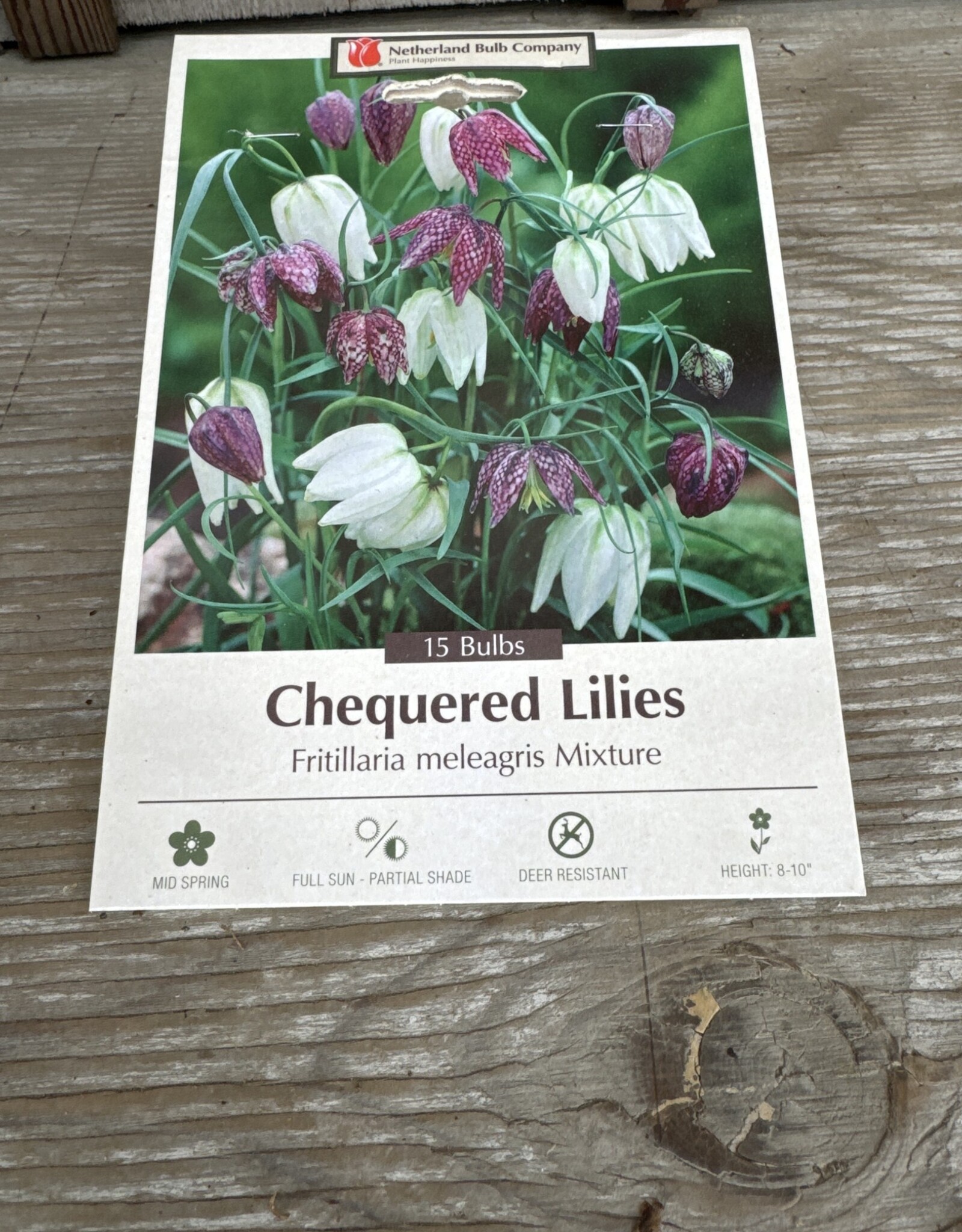 Netherland Bulb Company Fritillaria Meleagris (Chequered Lily Mixture) 12/pk