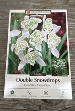 Netherland Bulb Company Galanthus Flore Pleno 7 /pack