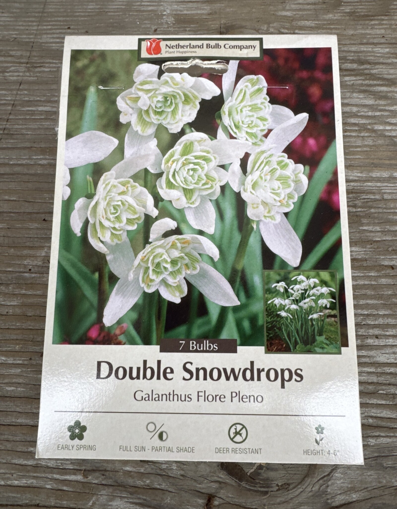 Netherland Bulb Company Galanthus Flore Pleno 7 /pack