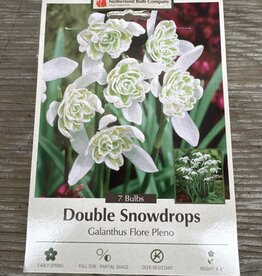 Netherland Bulb Company Galanthus Flore Pleno 7 /pack