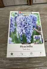 Netherland Bulb Company Hyacinth Delft Blue 5 /pack