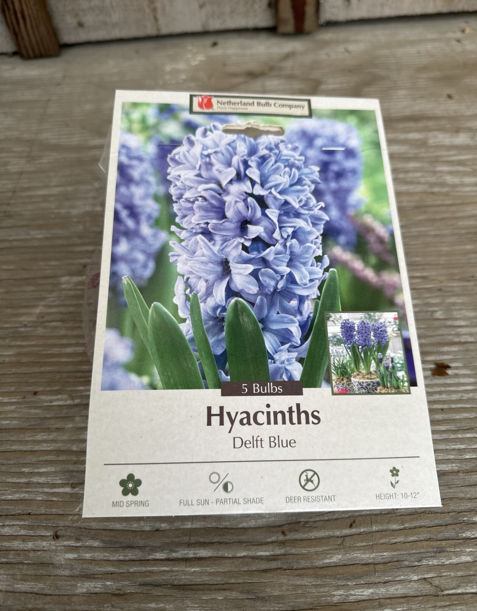 Netherland Bulb Company Hyacinth Delft Blue 5 /pack