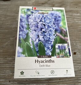 Netherland Bulb Company Hyacinth Delft Blue 5 /pack