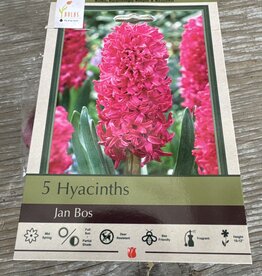Netherland Bulb Company Hyacinth Jan Bos 5 /pack