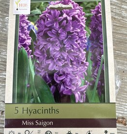 Netherland Bulb Company Hyacinth Miss Saigon 5 /pack