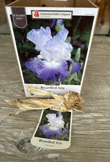 Netherland Bulb Company Iris Germanica Clarence 1/pk