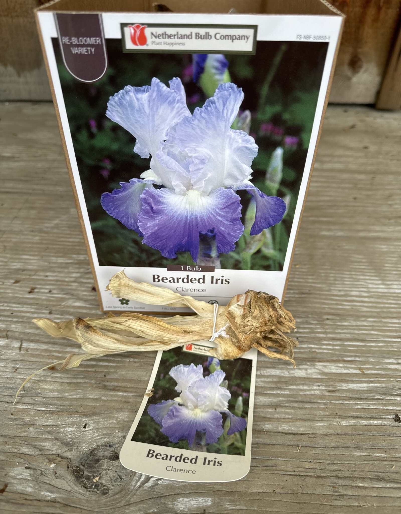 Netherland Bulb Company Iris Germanica Clarence 1/pk