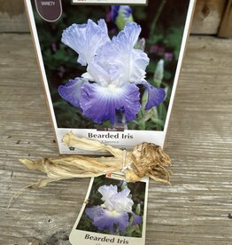 Netherland Bulb Company Iris Germanica Clarence 1/pk