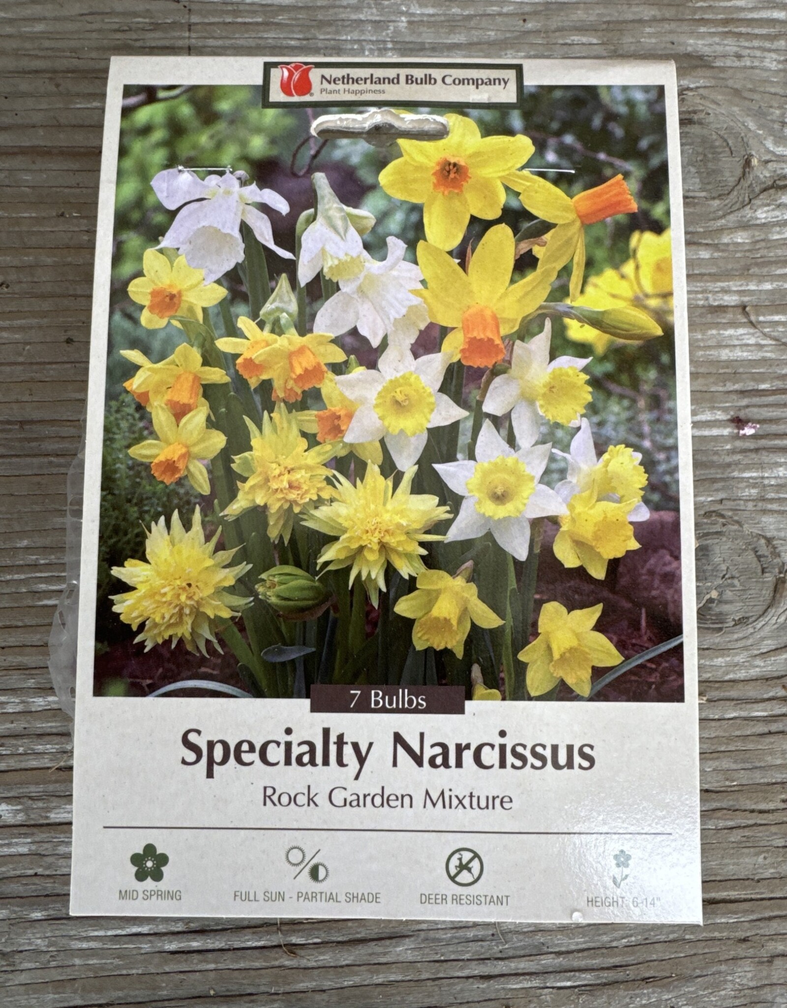 Netherland Bulb Company Narcissus Rockgarden Mixture 7/pk