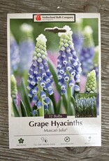 Netherland Bulb Company Muscari Julia 12/pk