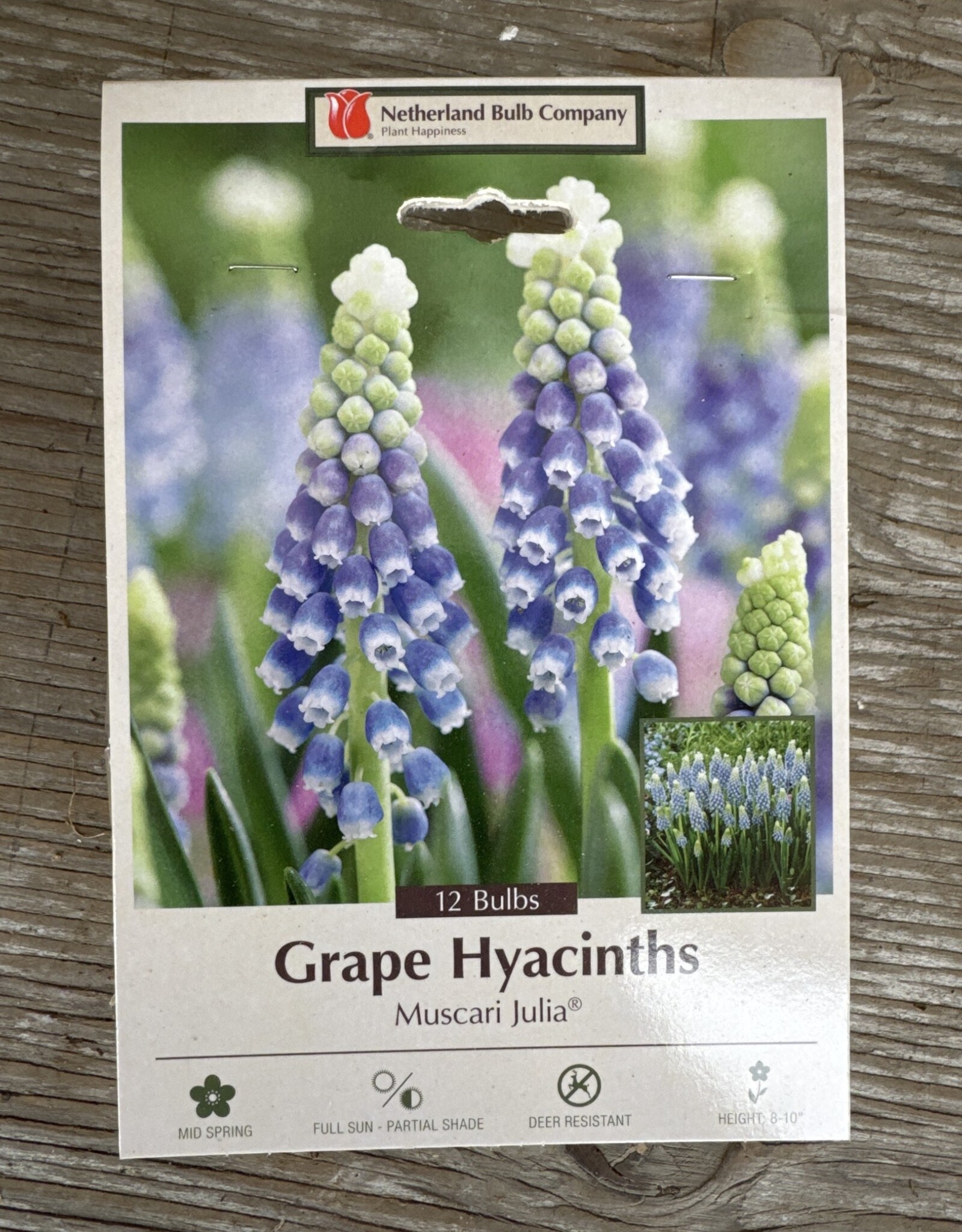 Netherland Bulb Company Muscari Julia 12/pk