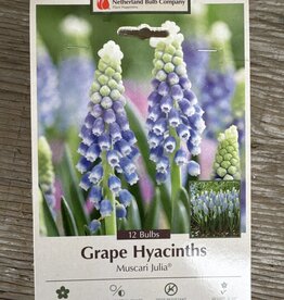Netherland Bulb Company Muscari Julia 12/pk