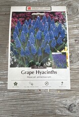 Netherland Bulb Company Muscari Grape Hyacinths 20 /pack