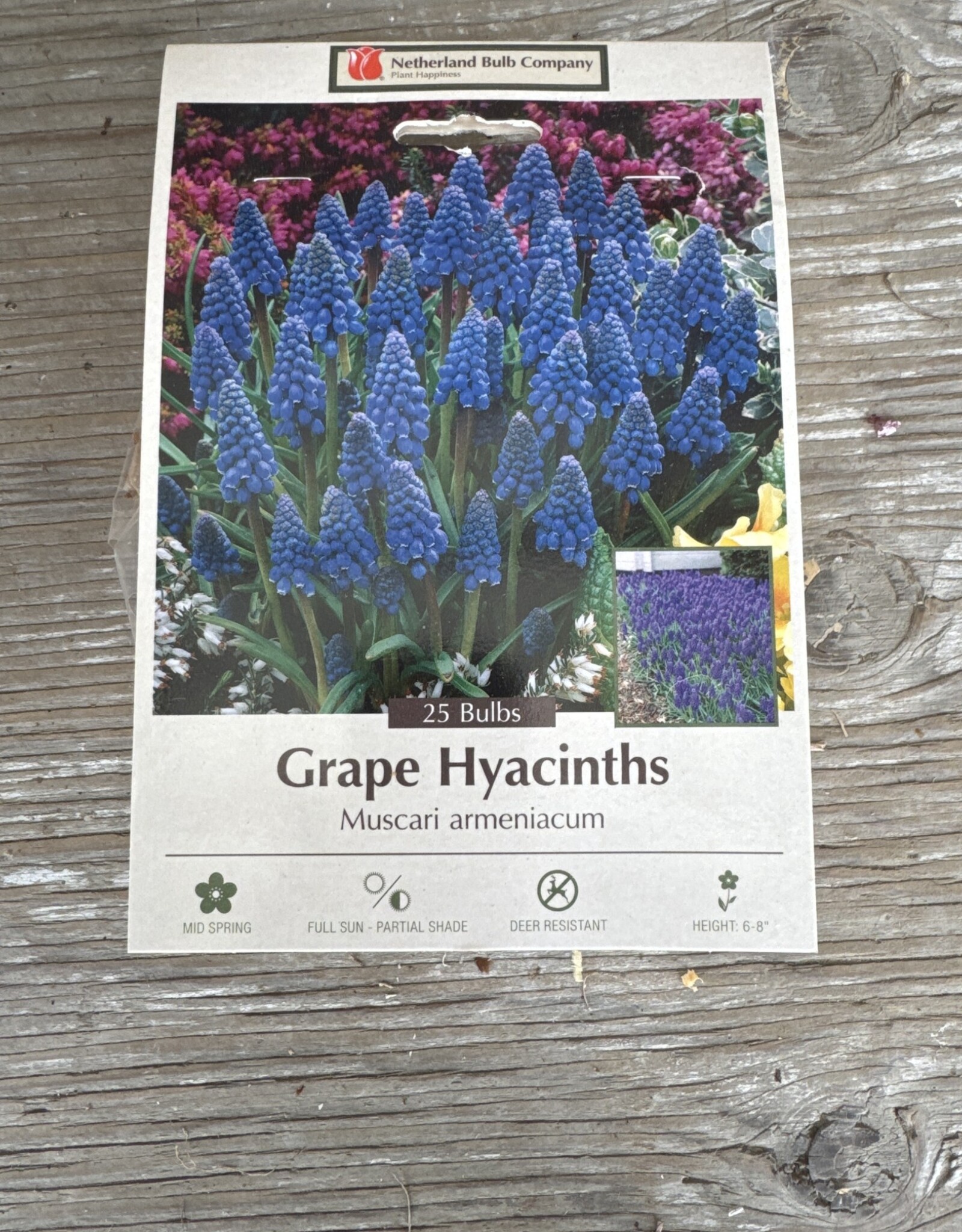 Netherland Bulb Company Muscari Grape Hyacinths 20 /pack