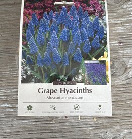 Netherland Bulb Company Muscari Grape Hyacinths 20 /pack