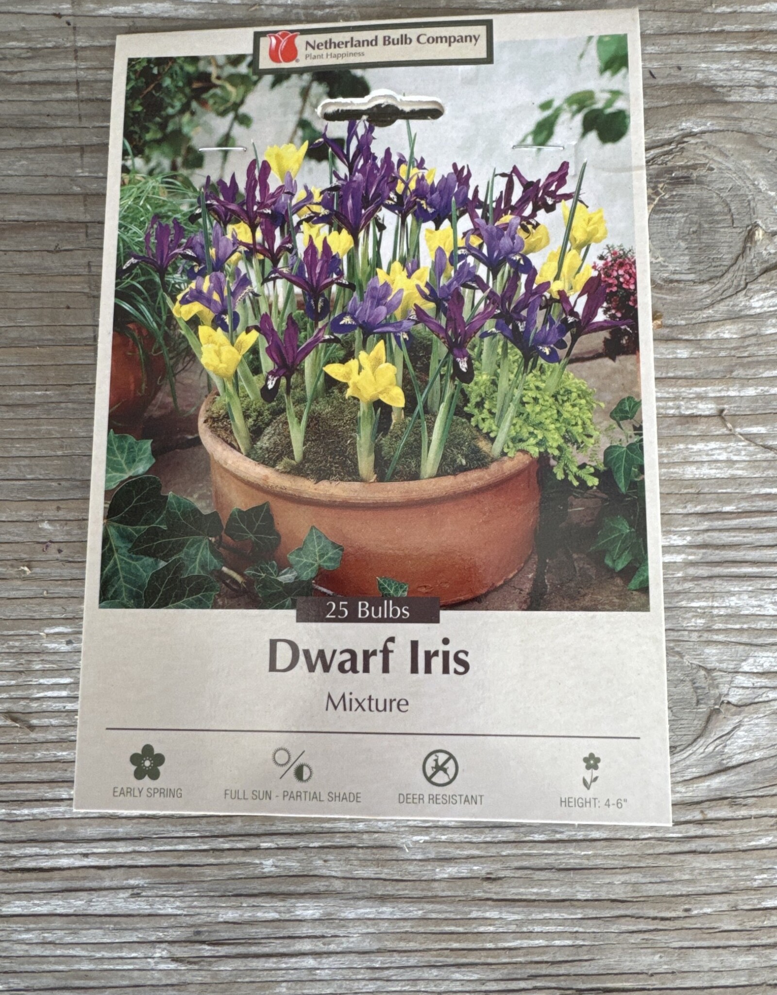 Netherland Bulb Company Iris (Specie) Dwarf Iris Mixture 15 /pack
