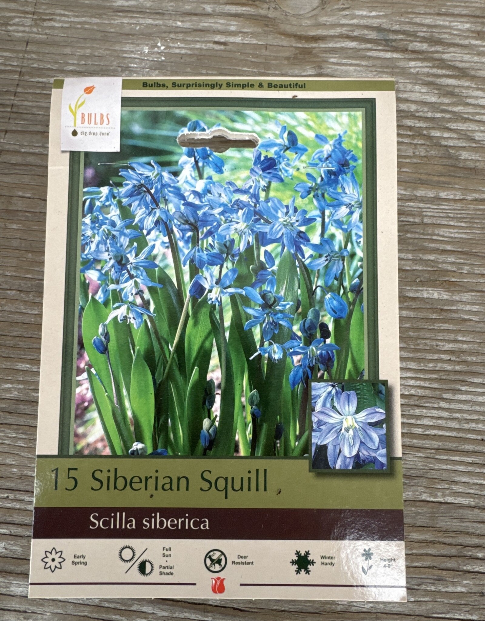Netherland Bulb Company Scilla Siberian Squill 15 /pack