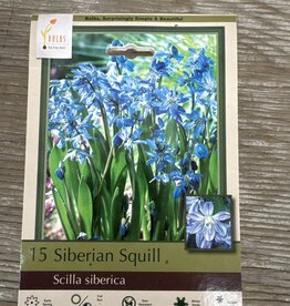 Netherland Bulb Company Scilla Siberian Squill 15 /pack