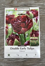 Netherland Bulb Company Tulip Palmyra 7 /pack