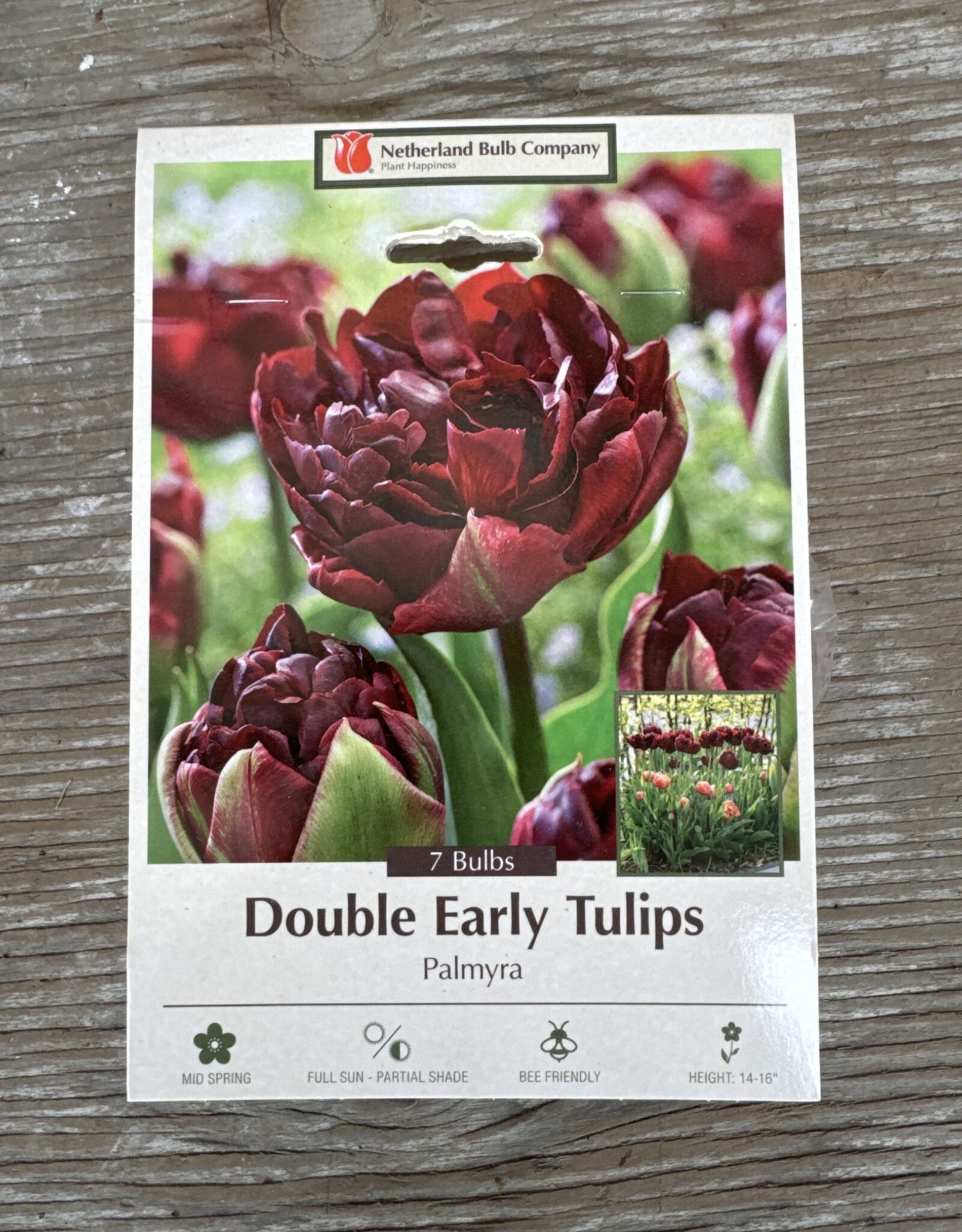 Netherland Bulb Company Tulip Palmyra 7 /pack