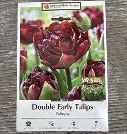 Netherland Bulb Company Tulip Palmyra 7 /pack