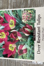 Netherland Bulb Company Tulip Persian Pearl 15 /pack