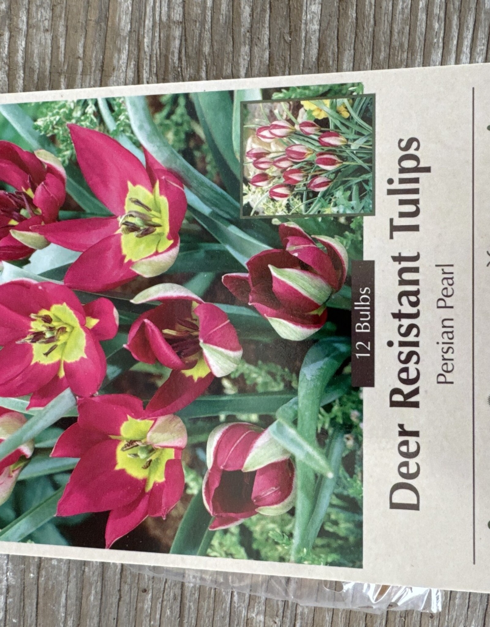 Netherland Bulb Company Tulip Persian Pearl 15 /pack