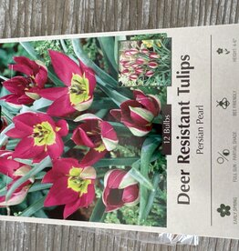 Netherland Bulb Company Tulip Persian Pearl 15 /pack