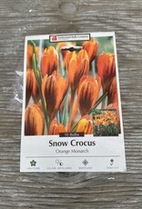 Netherland Bulb Company Crocus Specie Orange Monarch 10 /pack