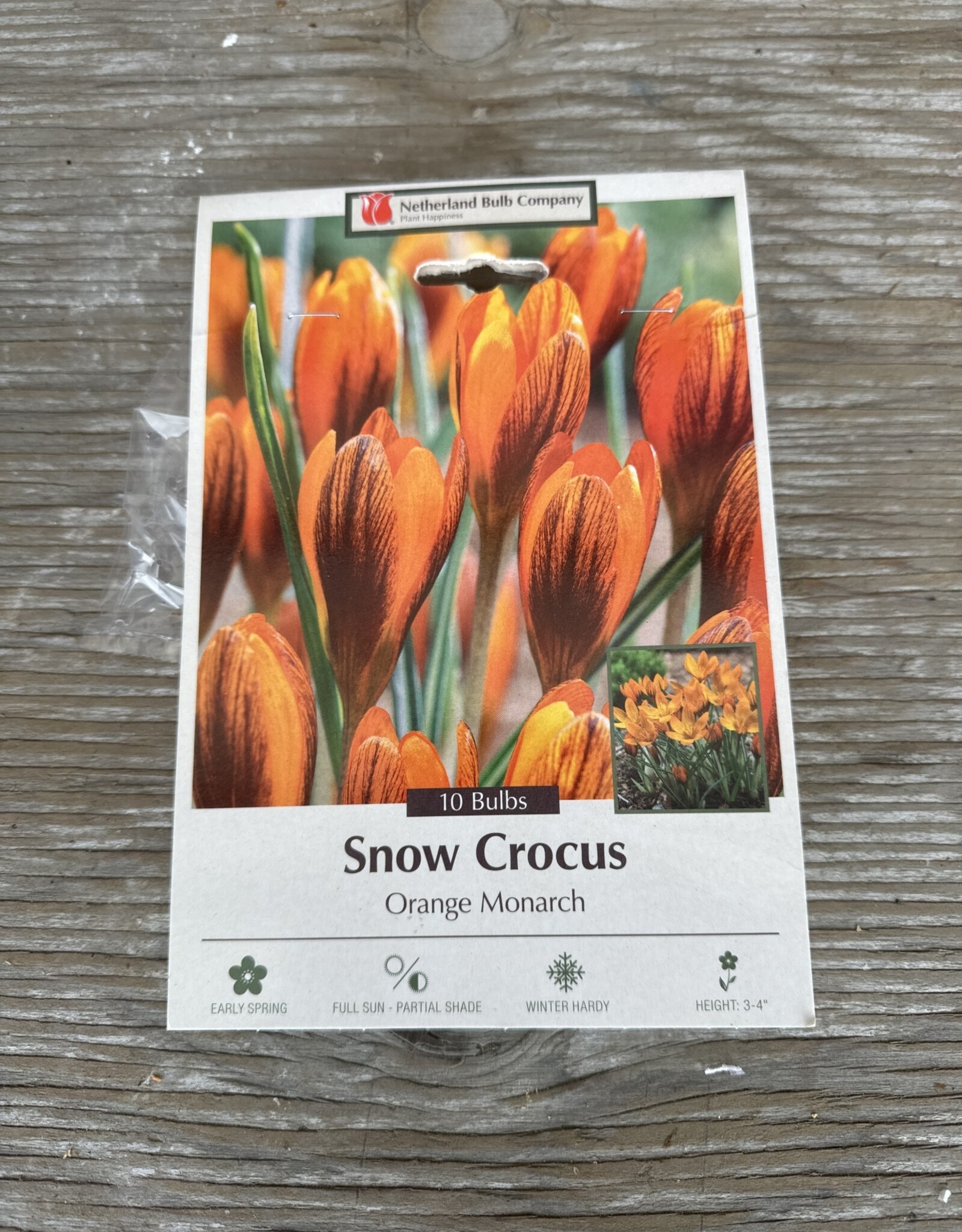 Netherland Bulb Company Crocus Specie Orange Monarch 10 /pack