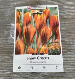 Netherland Bulb Company Crocus Specie Orange Monarch 10 /pack