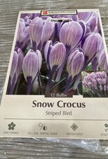 Netherland Bulb Company Crocus Specie Striped Bird 10/pk