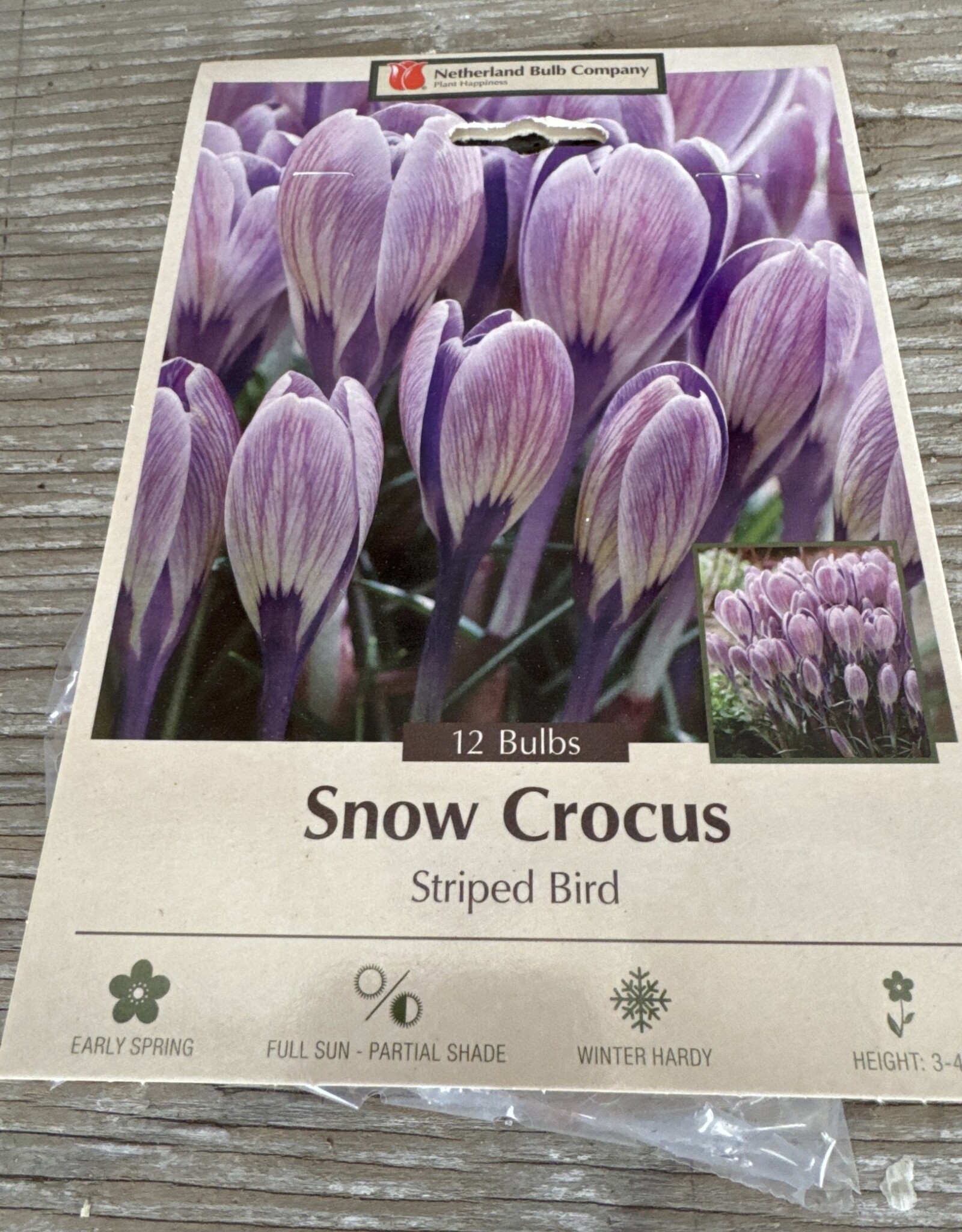 Netherland Bulb Company Crocus Specie Striped Bird 10/pk
