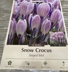 Netherland Bulb Company Crocus Specie Striped Bird 10/pk