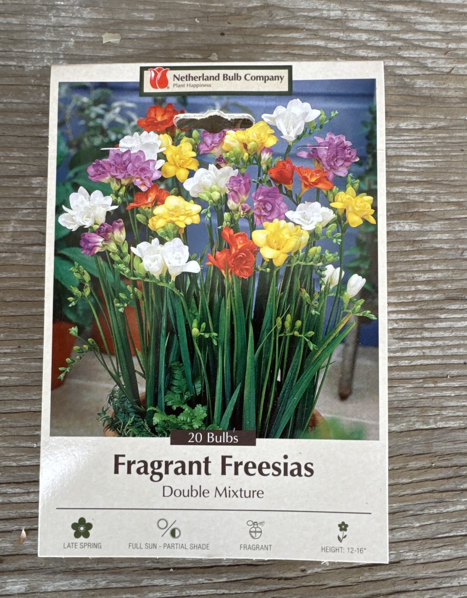 Netherland Bulb Company Freesia Double Mixture 20/pk